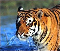 Dudhwa Tiger Reserve, Uttar Pradesh