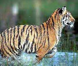 Tiger Reserves in India