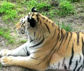 Indrawati Tiger Reserve, Madhya Pradesh