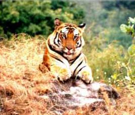 Kanha Tiger Reserve, Madhya Pradesh