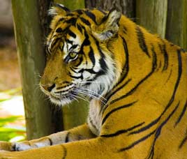 Manas Tiger Reserve, Assam