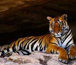 Melghat Tiger Reserve, Madhya Pradesh