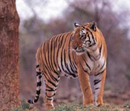 Namdapha Tiger Reserve, Arunachal Pradesh
