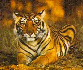Panna Tiger Reserve