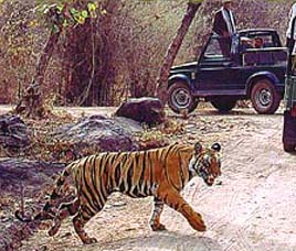 Pench Tiger Reserve Maharashtra