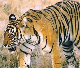 Periyar Tiger Reserve Kerala
