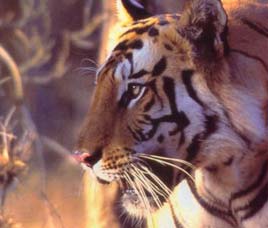 Ranthambore Tiger Reserve Rajasthan