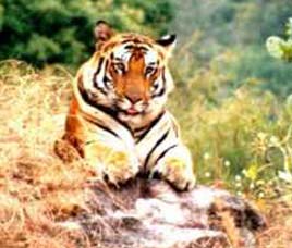Sariska Tiger Reserve, Rajasthan