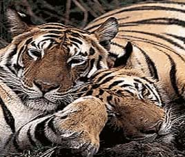 Simlipal Tiger Reserve, Orissa
