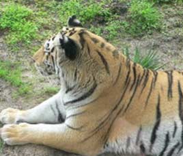 Tadoba Tiger Reserve, Maharashtra