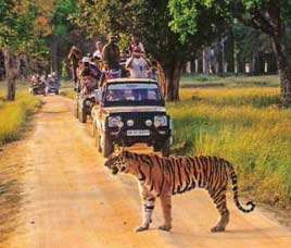 Tiger Safari Tours to India