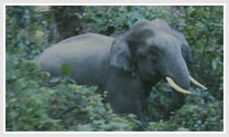 Assam Nagaland