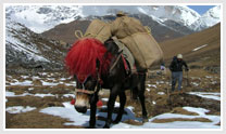 Bhutan - The Himalayan Splendor