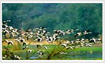 Bird Paradise Tour