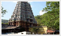 Central India Temple and Tiger Tour