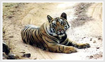 Central India Tiger and Tribal Tour