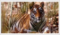 Central India Tiger Tour