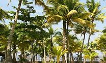 Coconut Holiday Tour