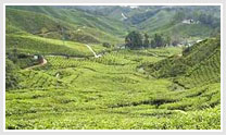 Kolkata- Darjeeling Tour