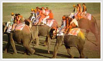 Elephant Festival in India