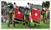 Elephant Festival in India