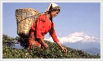 Golden Triangle Tour with Tea Tour