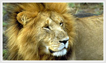 India Wildlife Vacation