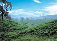 Kerala Hill Safari