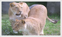 Lions And Tribes Of Gujarat