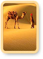 Desert Safari