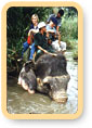 Elephant Safari