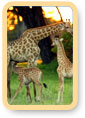 Jungle Safari