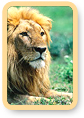 Lion Safari
