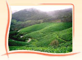 Tour Package for Munnar