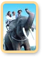 Elephant Safari Tours