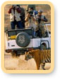 Jungle Safari Tours