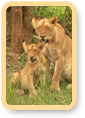 Lion Safari Tours