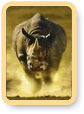Rhino Tours