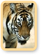 Tiger Tours