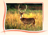 Wildlife Tours