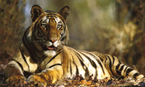 Central India Classic and Tiger Tour