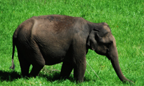 Exotic Kerala Tour