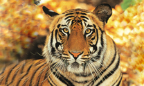 Royal Tiger With Taj Tour 