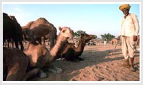 Royal Rajasthan Incentive Tour