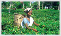 Tea Country
