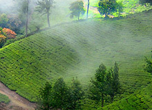 Tour Packages for Munnar
