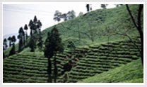 Valley Tour of Assam