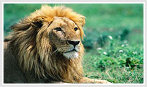 Wildlife In India