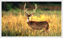 Wildlife Tour Of India