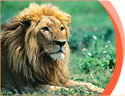 Wildlife Tours